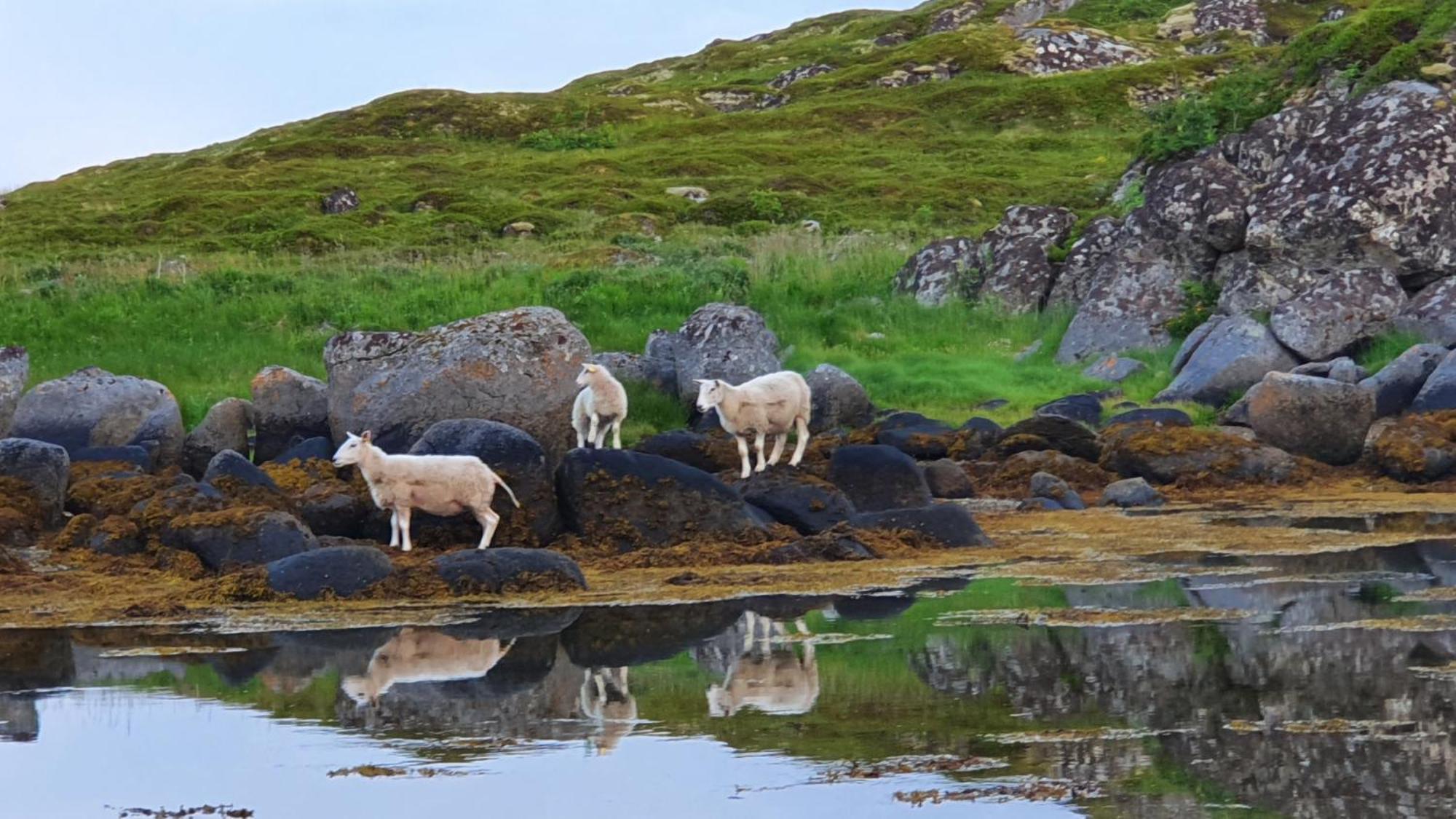 Lofoten Seaside Ballstad Buitenkant foto